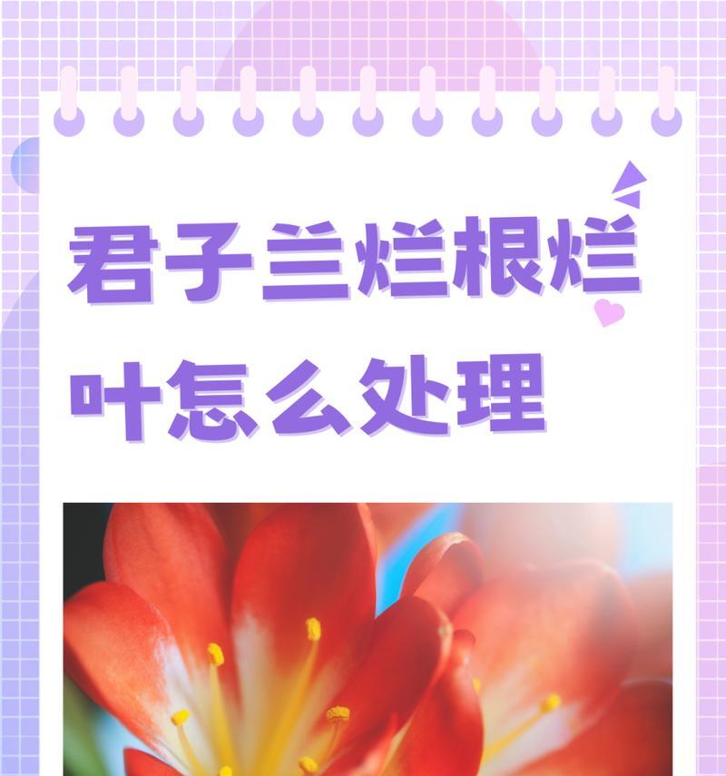 君子兰叶子腐烂的处理方法是什么？