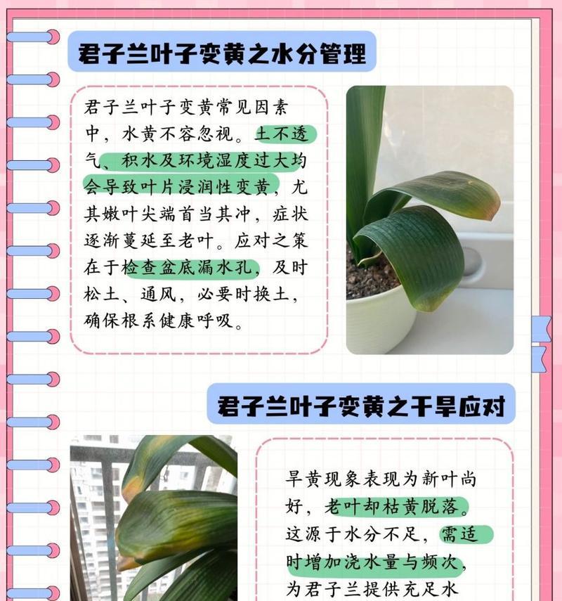 君子兰叶子腐烂的处理方法是什么？