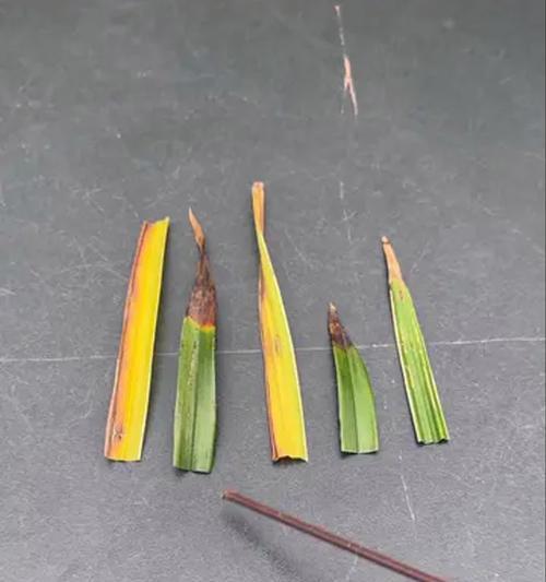 舌兰花的养护要点是什么？如何处理常见病害？