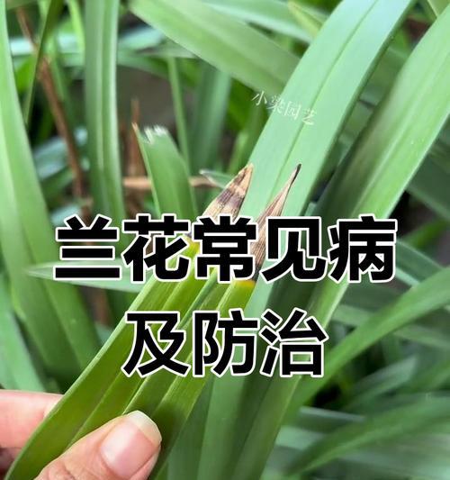 舌兰花的养护要点是什么？如何处理常见病害？