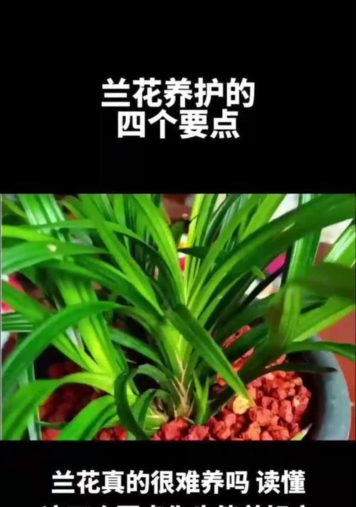 舌兰花的养护要点是什么？如何处理常见病害？