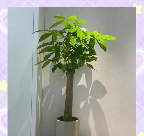 冬天如何正确养护发财树？
