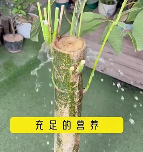 冬天如何正确养护发财树？