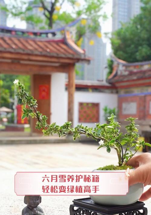 六月雪的养殖方法和管理要点是什么？