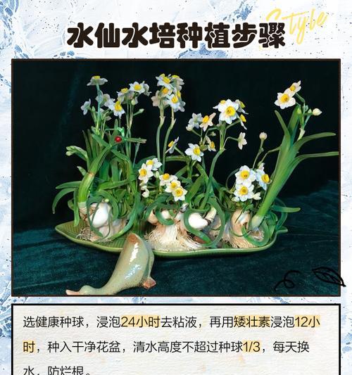 水仙花有多少品种？水仙花品种的识别方法是什么？