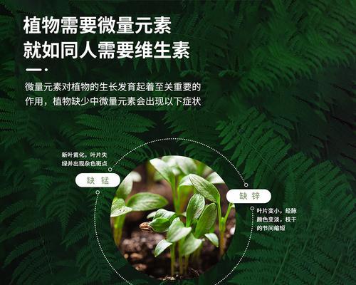 水蓉植物的正确养护方法是什么？