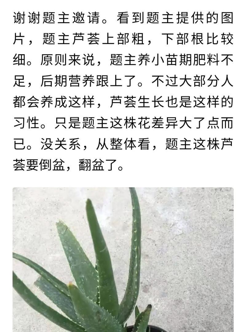 芦荟扦插繁殖的正确步骤是什么？