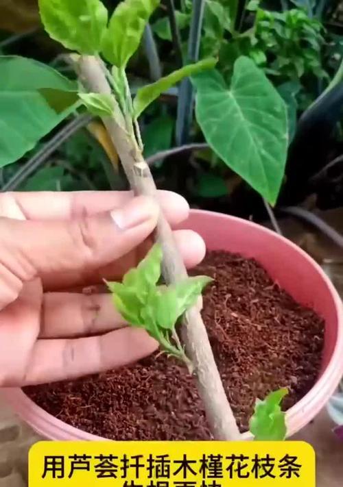 芦荟扦插繁殖的正确步骤是什么？