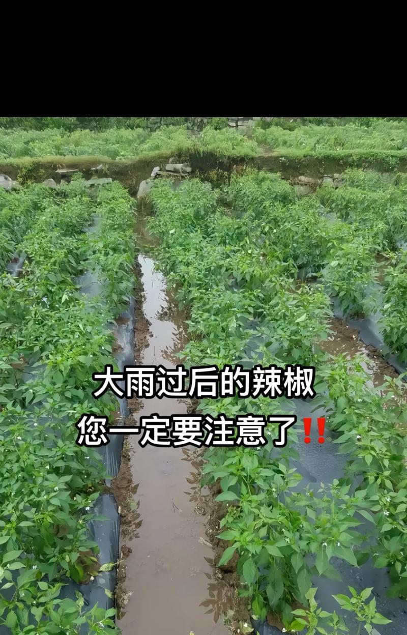 尖椒怎么种？尖椒的种植方法和注意事项？