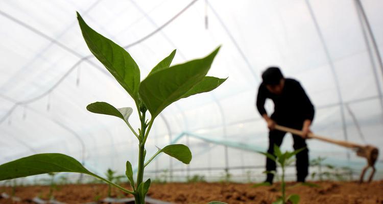 尖椒怎么种？尖椒的种植方法和注意事项？