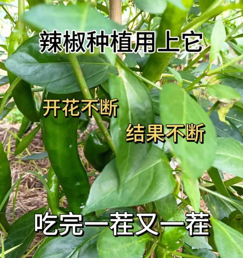 尖椒怎么种？尖椒的种植方法和注意事项？