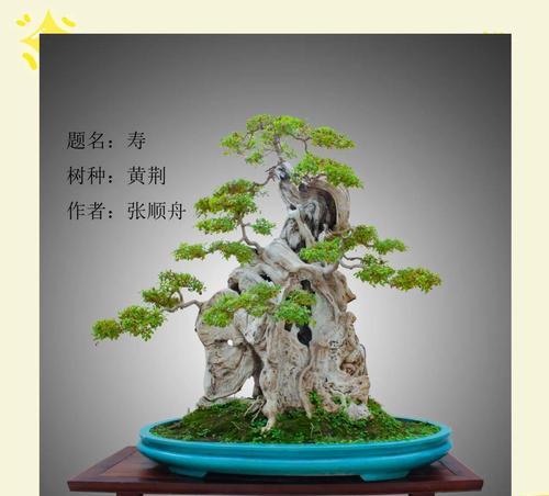 盆景云片状制作技巧有哪些？