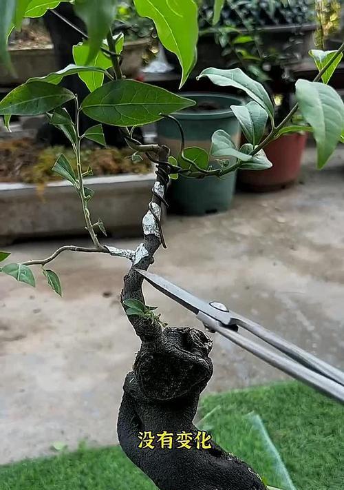 盆景云片状制作技巧有哪些？