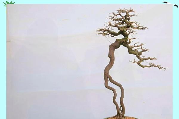 盆景云片状制作技巧有哪些？