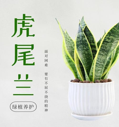 虎尾兰的种植技巧？如何正确种植虎尾兰？