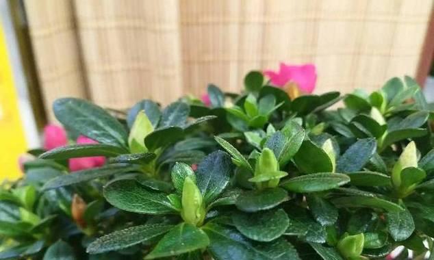 花植物剪枝的正确方法是什么？