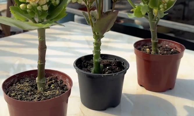 花植物剪枝的正确方法是什么？