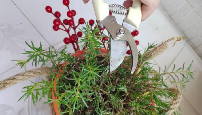 花植物剪枝的正确方法是什么？