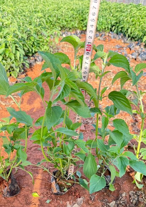 鼠尾草种植步骤是什么？