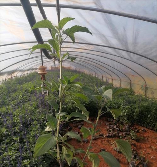 鼠尾草种植步骤是什么？