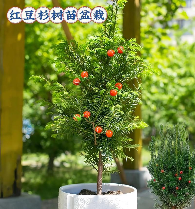 红豆杉的花长什么样子？红豆杉的花期和特点是什么？