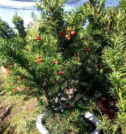 红豆杉的花长什么样子？红豆杉的花期和特点是什么？