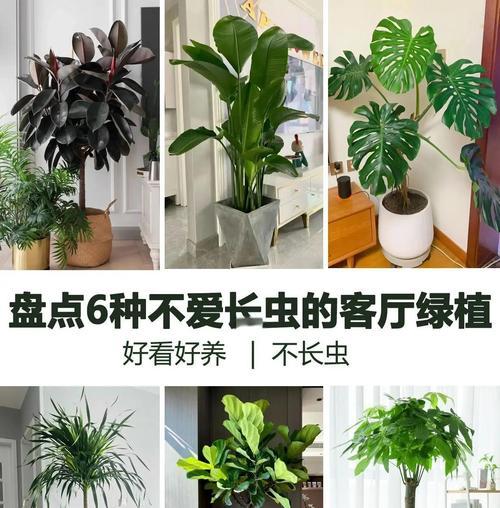 室内植物怎么养？室内植物养护的常见问题有哪些？