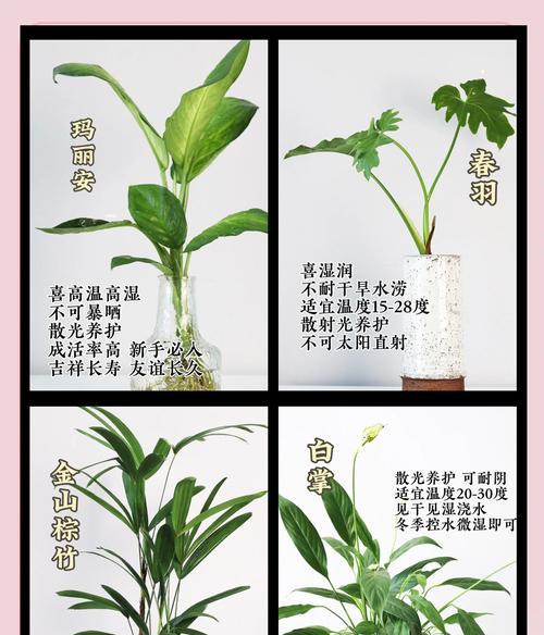室内植物怎么养？室内植物养护的常见问题有哪些？