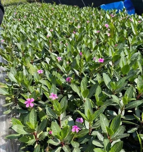 长春花的种植方法和养护要点是什么？