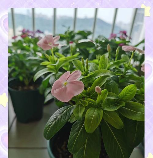 长春花的种植方法和养护要点是什么？