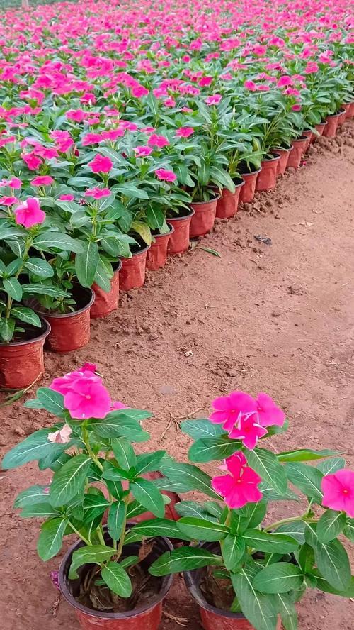 长春花的种植方法和养护要点是什么？
