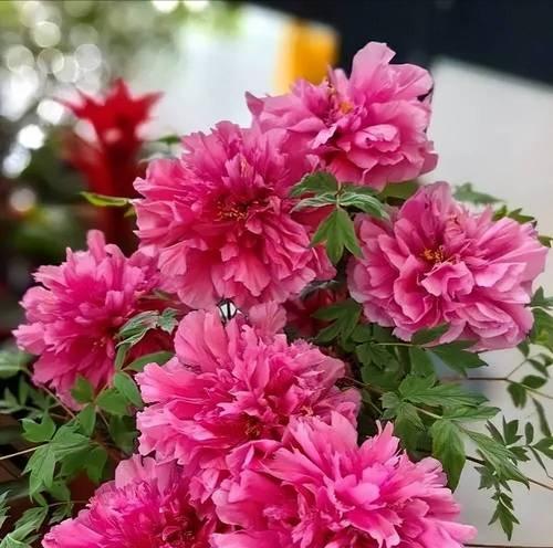 哪些花既好养又美观？