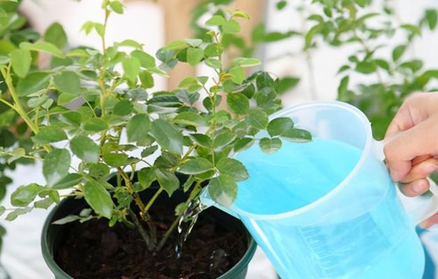 牛奶浇花发酵方法是什么？对植物有什么好处？