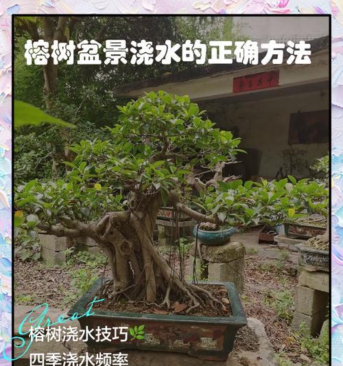 榕树修剪的最佳时机是什么时候？如何进行榕树修剪？