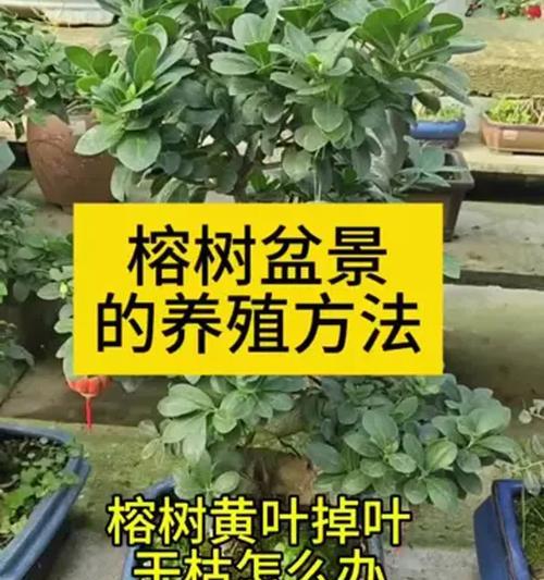 榕树修剪的最佳时机是什么时候？如何进行榕树修剪？