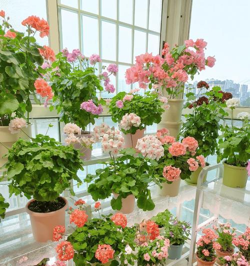 家庭种的花有哪些推荐？家庭种花的养护技巧是什么？