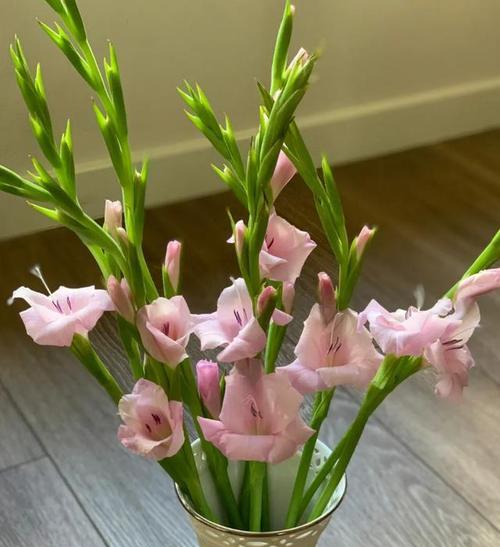 家庭种的花有哪些推荐？家庭种花的养护技巧是什么？