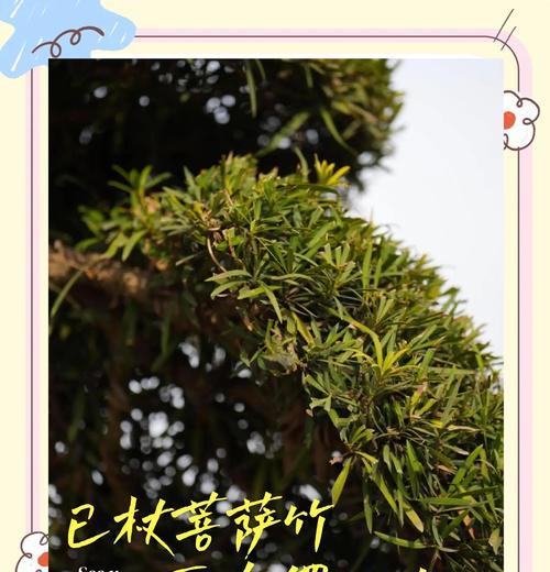 白皮松修剪技巧有哪些？如何修剪才能促进生长？