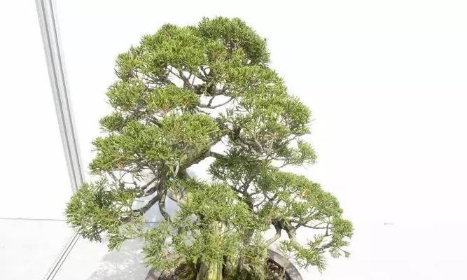 白皮松修剪技巧有哪些？如何修剪才能促进生长？