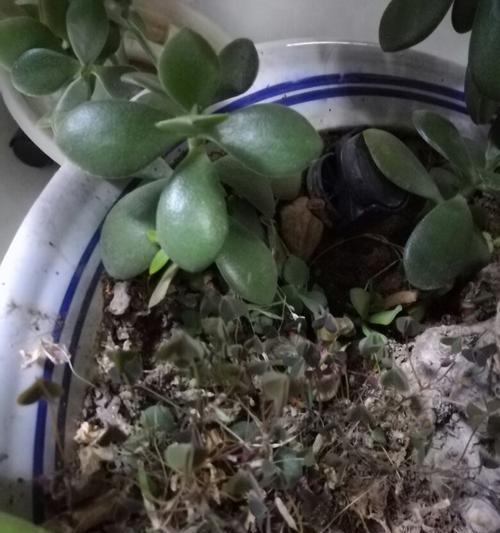 厚脸皮扦插繁殖的正确步骤是什么？