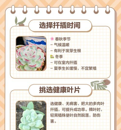 厚脸皮扦插繁殖的正确步骤是什么？