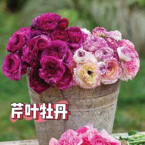 花卉种球的定义是什么？种球花卉的养护要点有哪些？