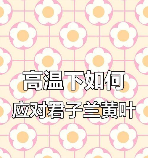 君子兰夏季养护技巧？怎样安全度过高温季节？