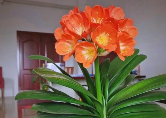 君子兰夏季养护技巧？怎样安全度过高温季节？