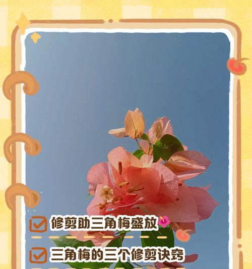三角梅花后修剪技巧？如何促进下次开花？