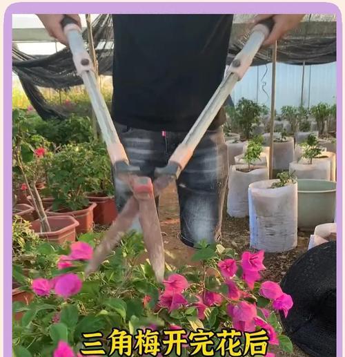 三角梅花后修剪技巧？如何促进下次开花？