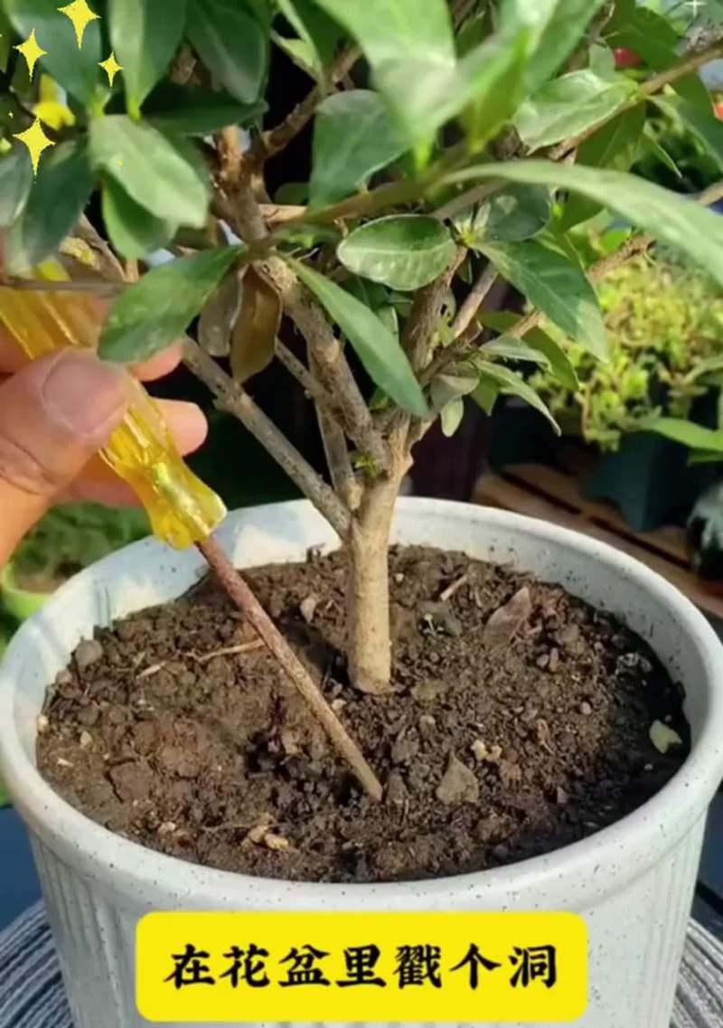 三角梅花后修剪技巧？如何促进下次开花？