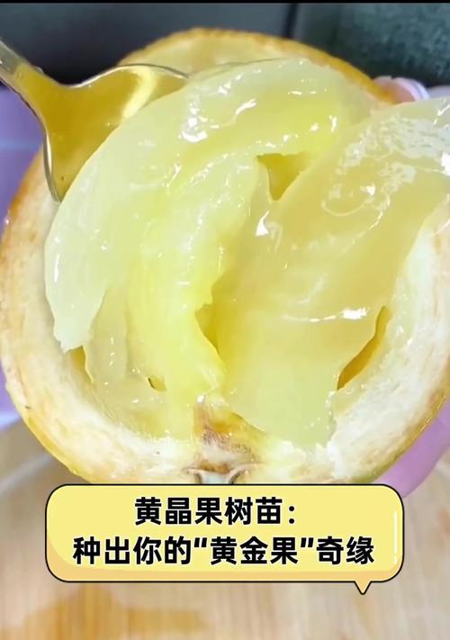 黄金果种植的步骤和注意事项有哪些？