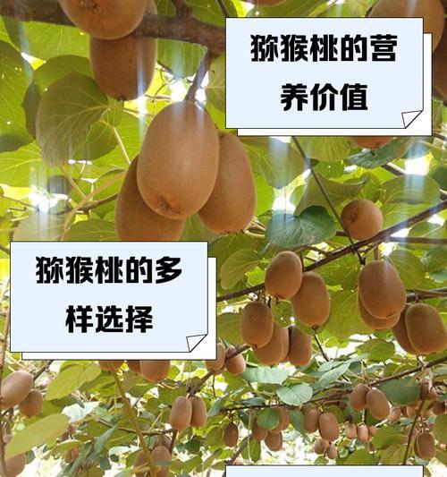 黄金果种植的步骤和注意事项有哪些？