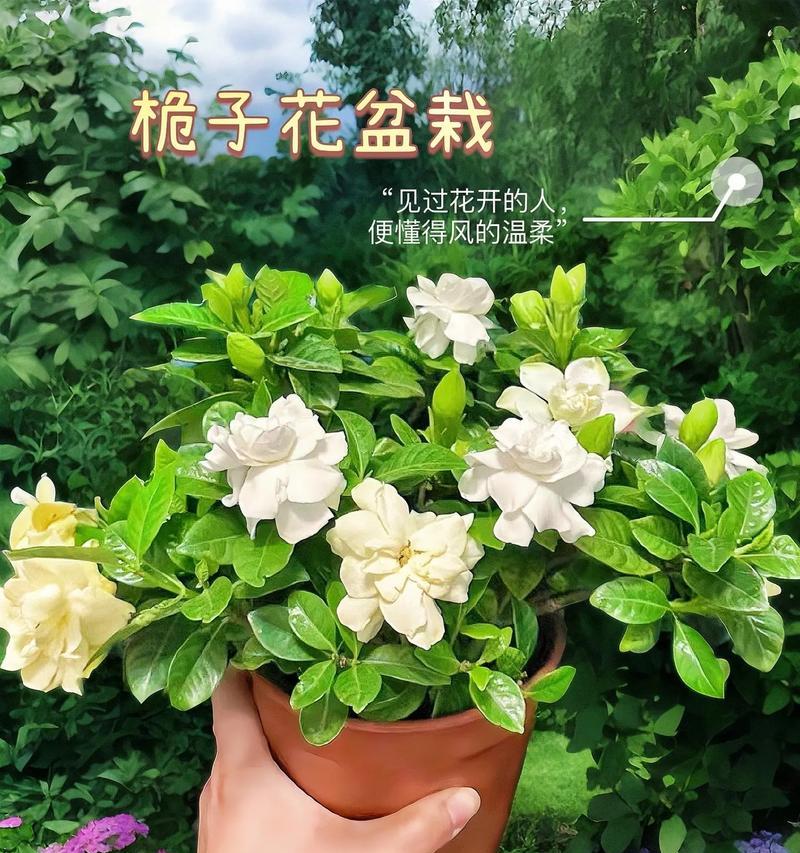 栀子花盆栽养护需要注意哪些问题？